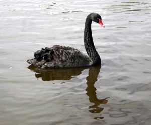 Black Swan